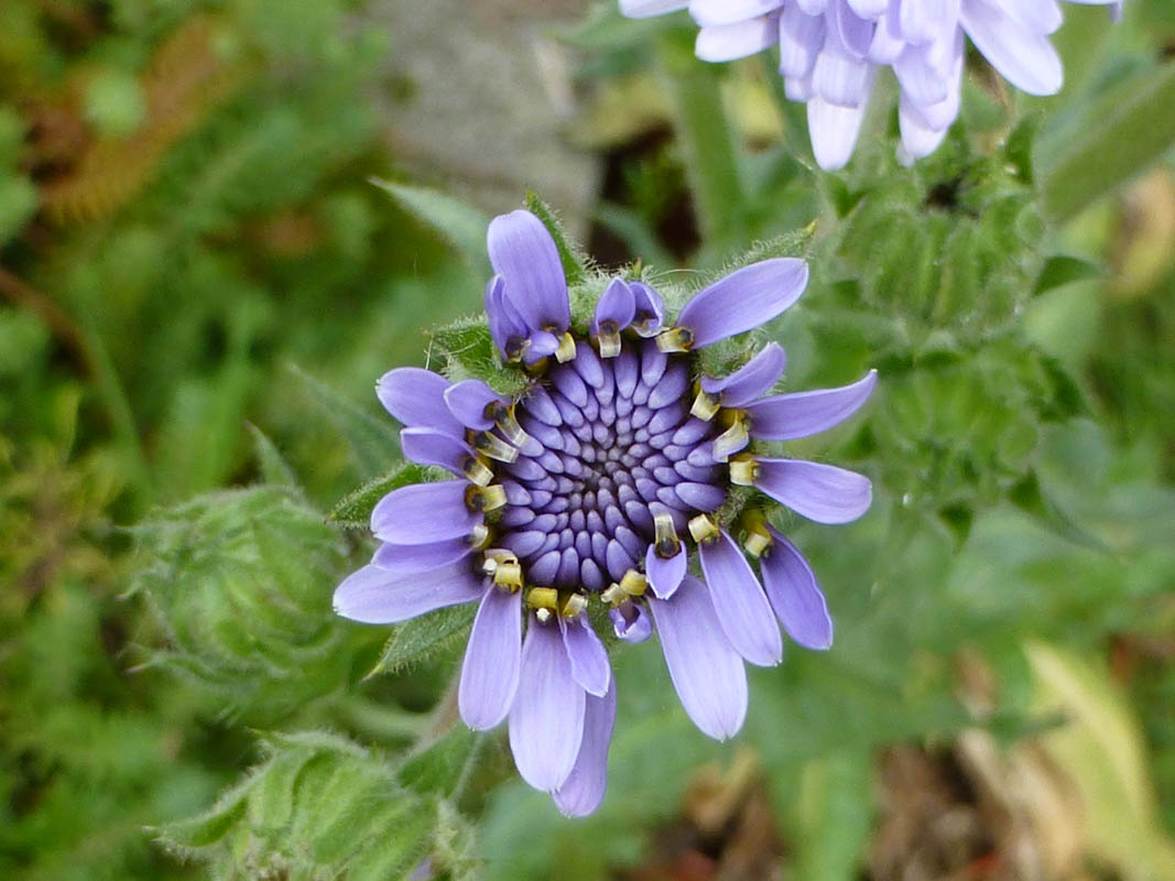 Perezia multiflora photo